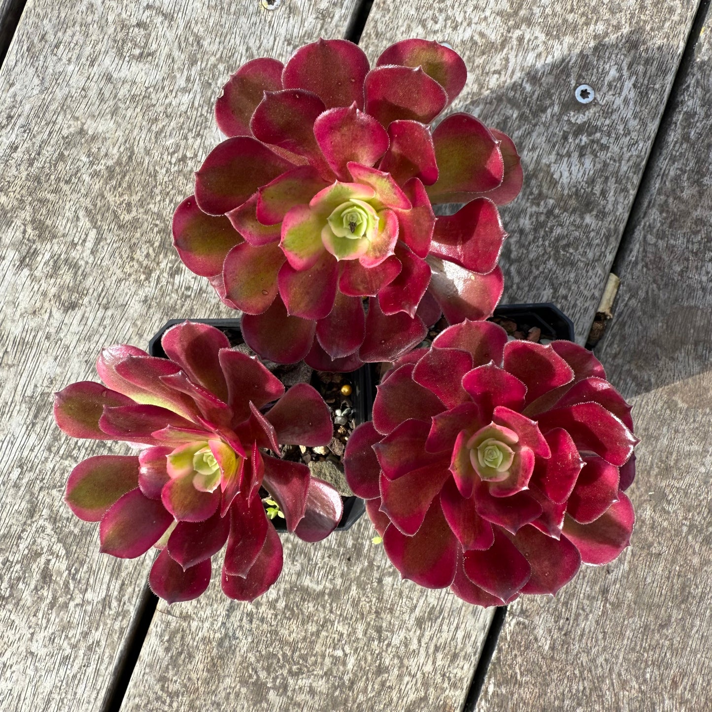Aeonium Medusa