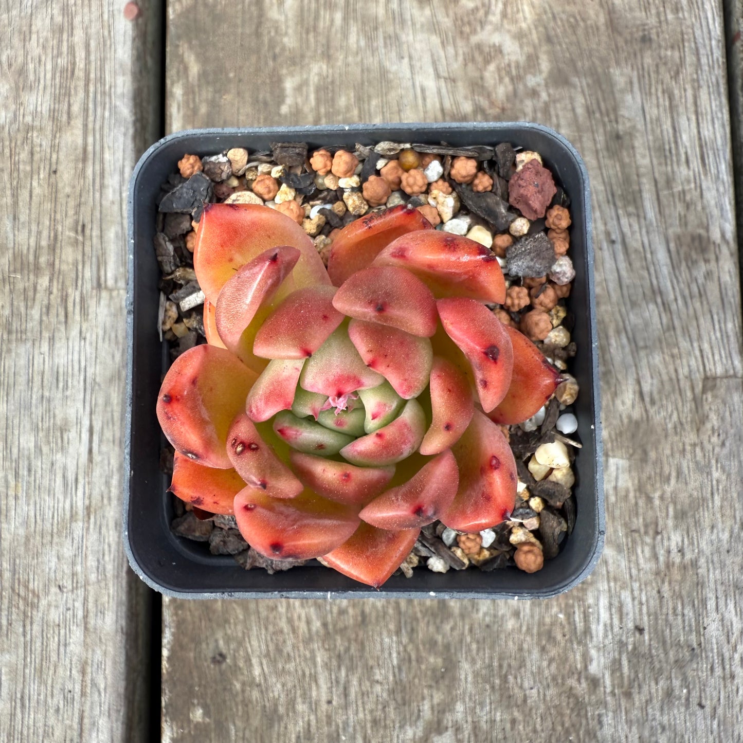 0909 Echeveria Agavoides 'Amelia'