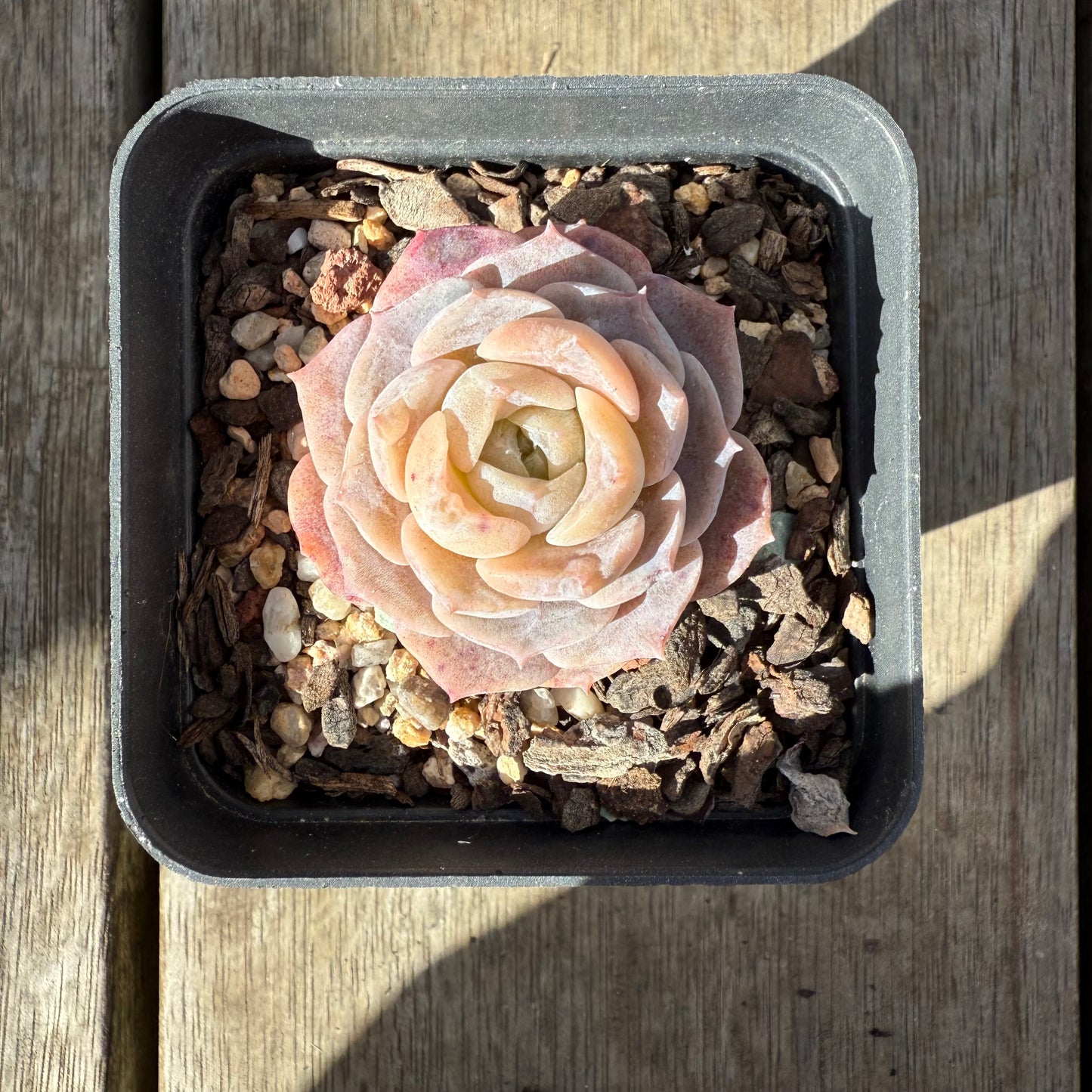 0909 Echeveria 'Amazing Grace' - Korean Form