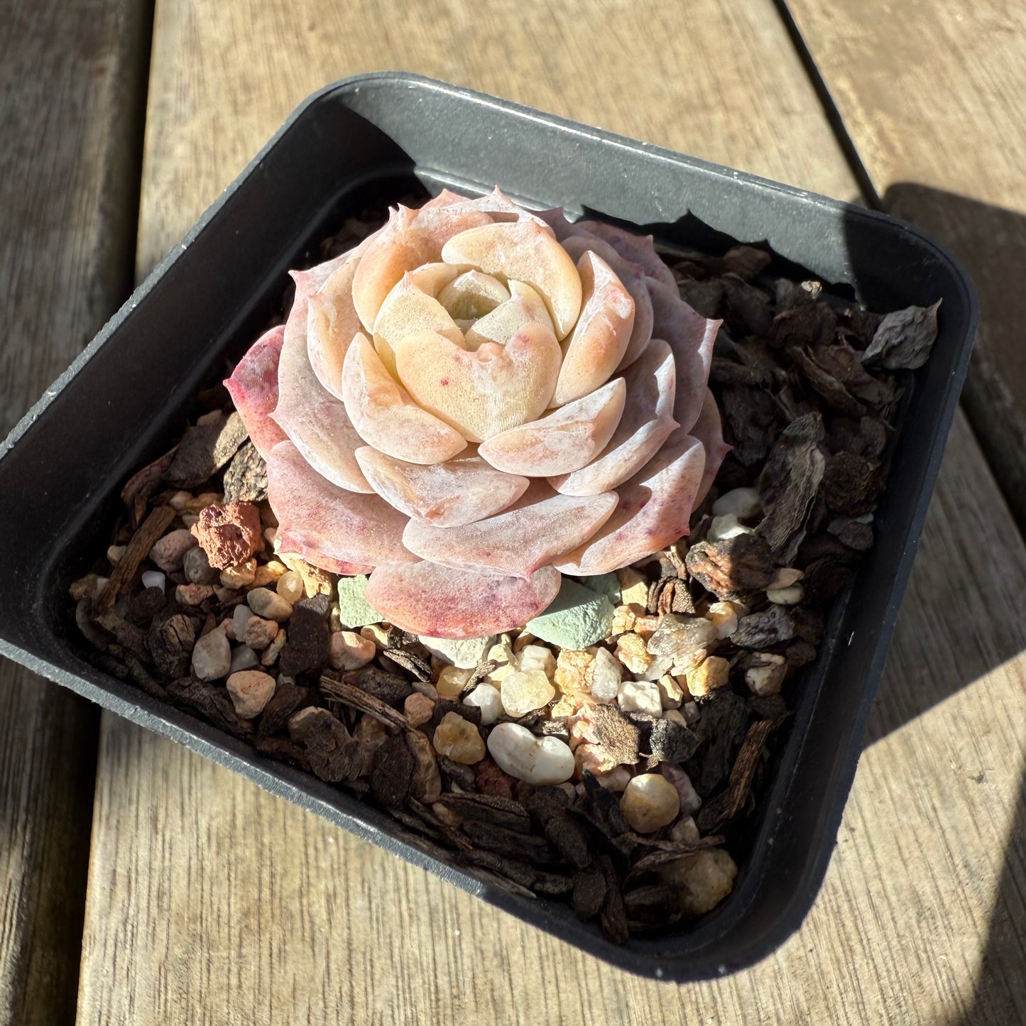 0909 Echeveria 'Amazing Grace' - Korean Form