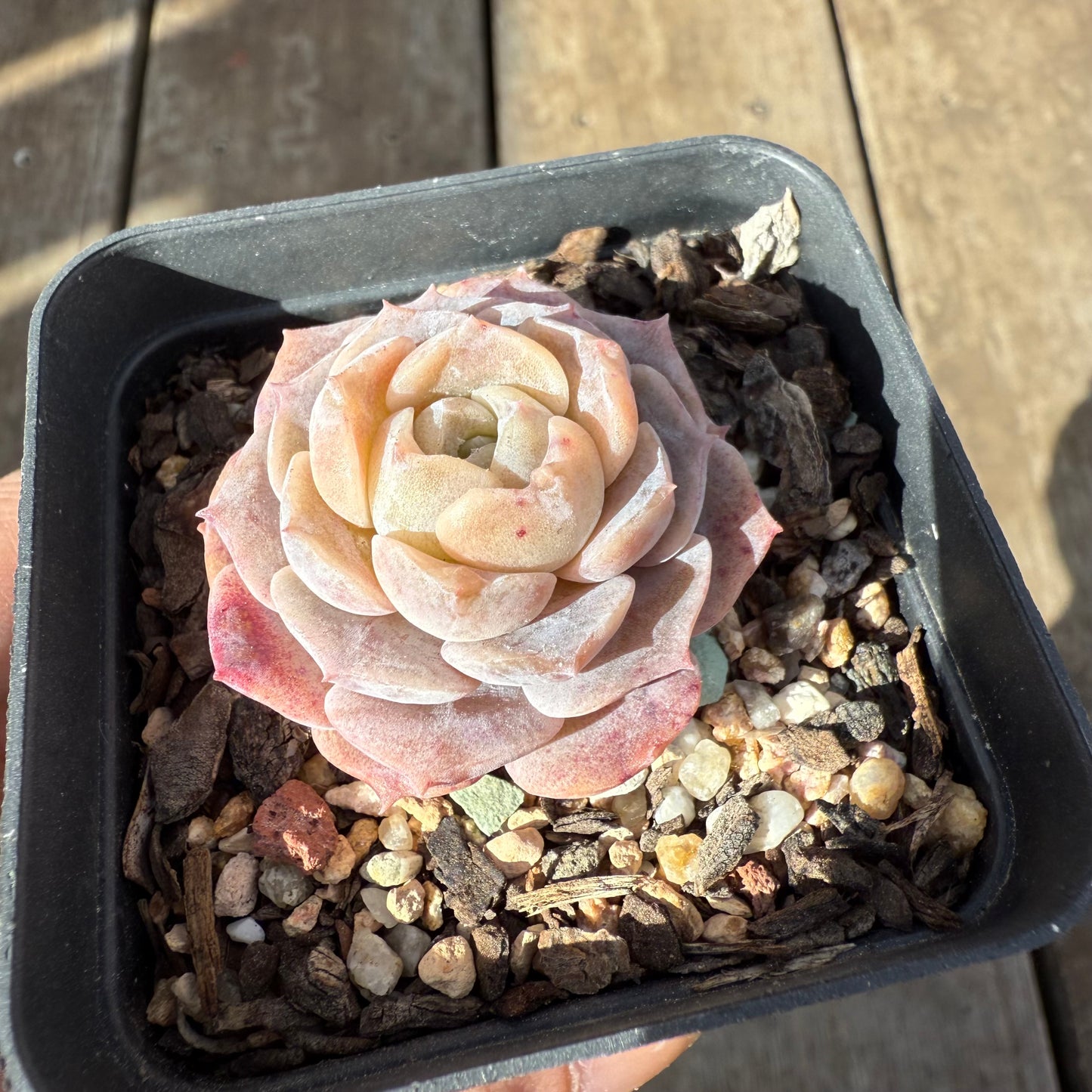 0909 Echeveria 'Amazing Grace' - Korean Form
