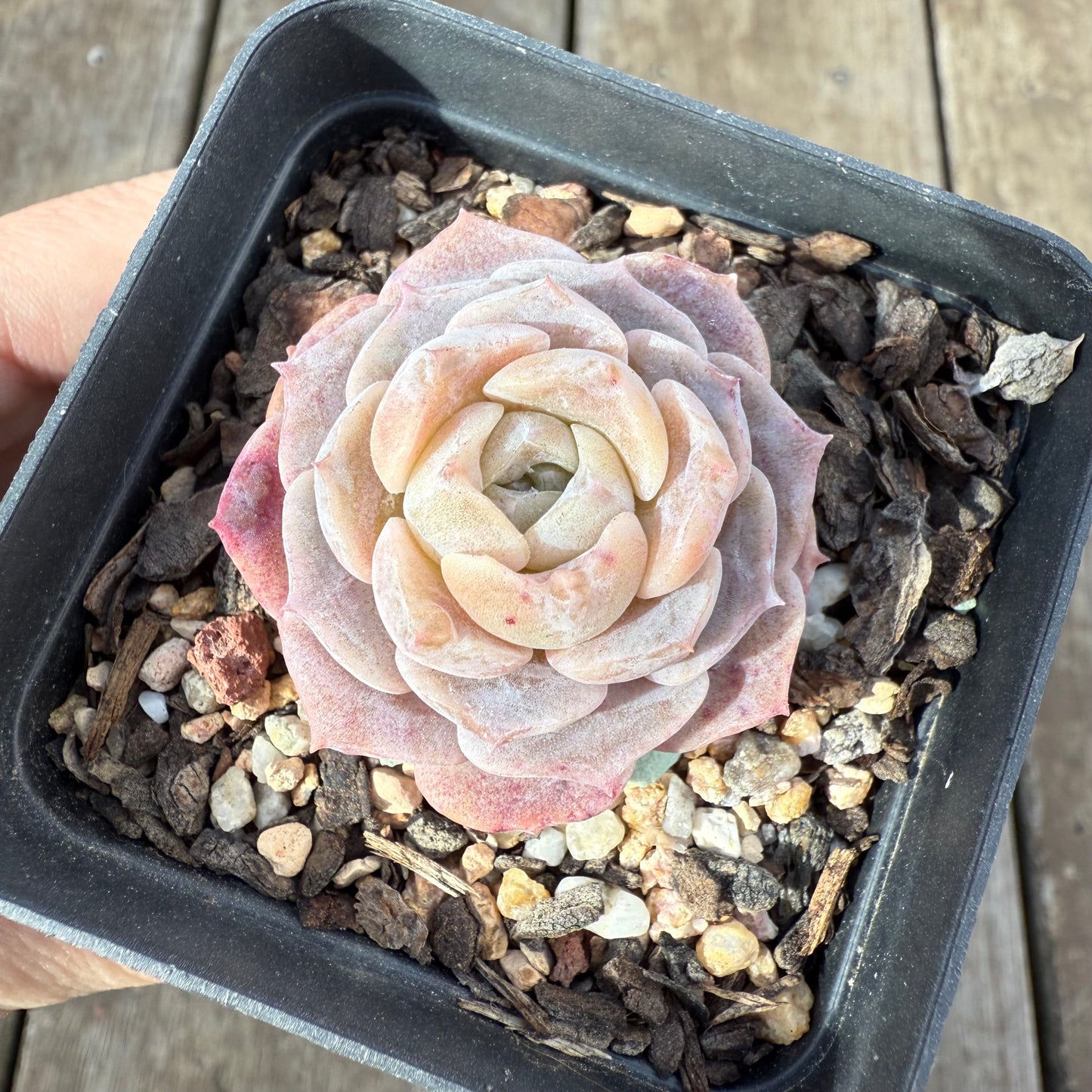 0909 Echeveria 'Amazing Grace' - Korean Form