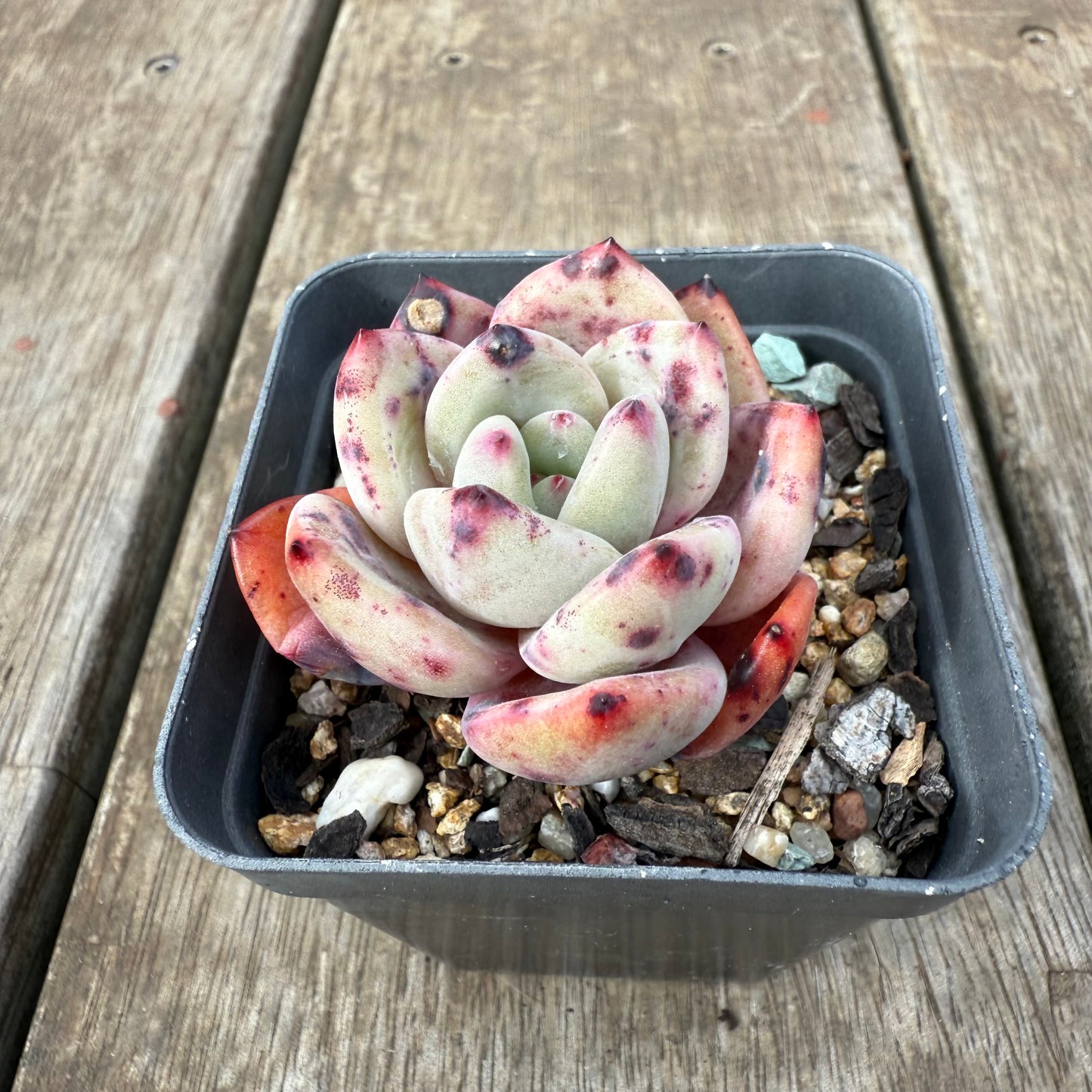 0909 Echeveria Bloody Champagne