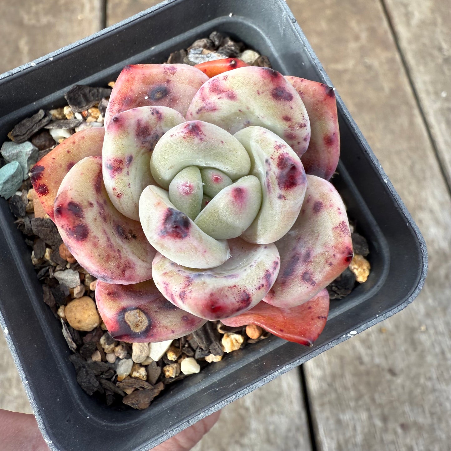 0909 Echeveria Bloody Champagne