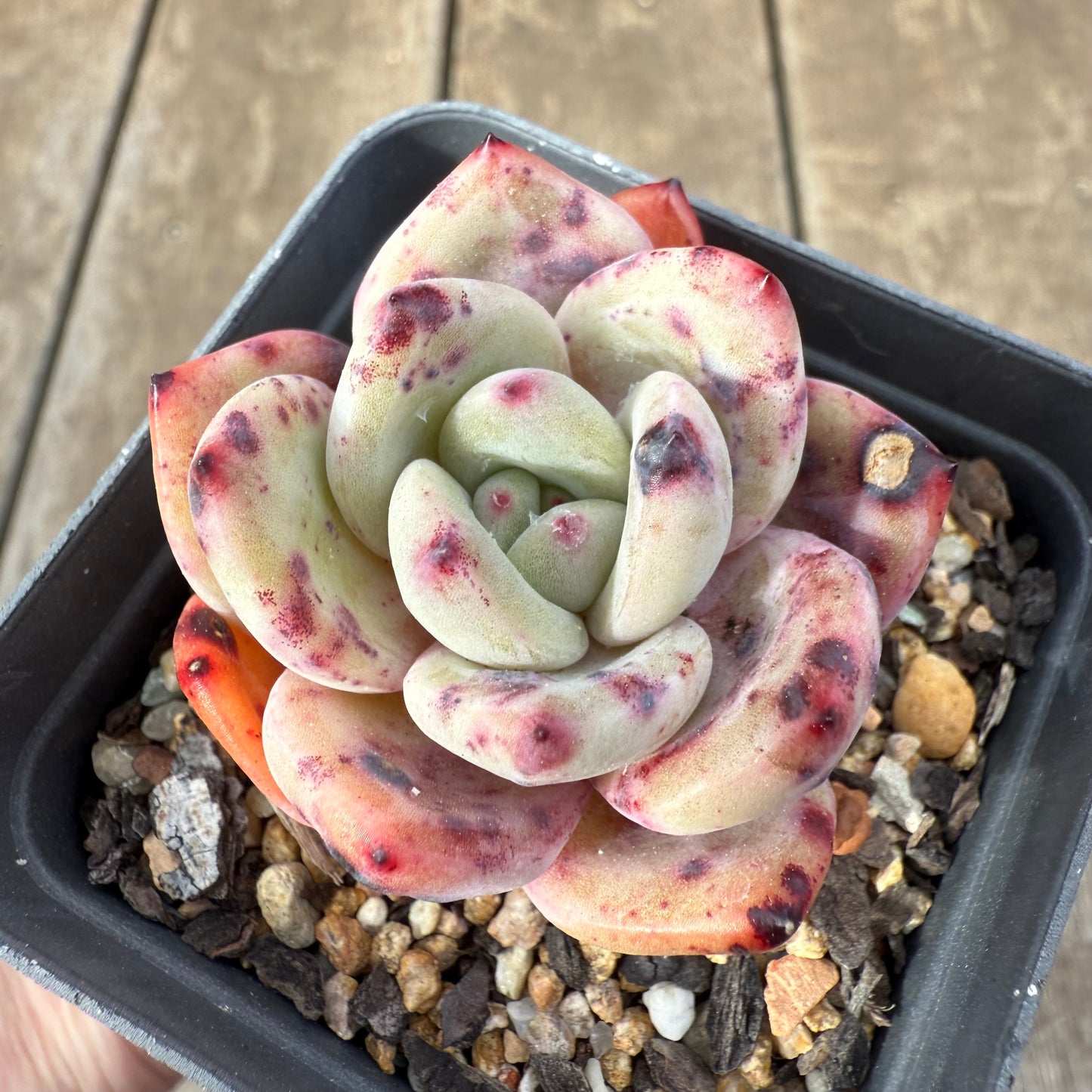 0909 Echeveria Bloody Champagne