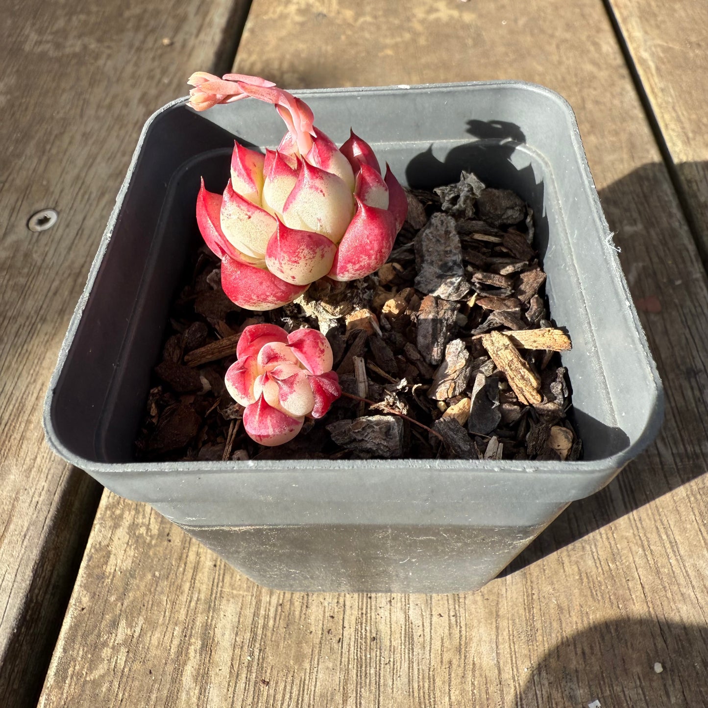 0909 Echeveria Dream Queen