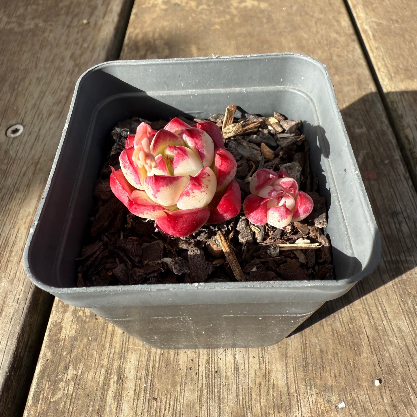 0909 Echeveria Dream Queen