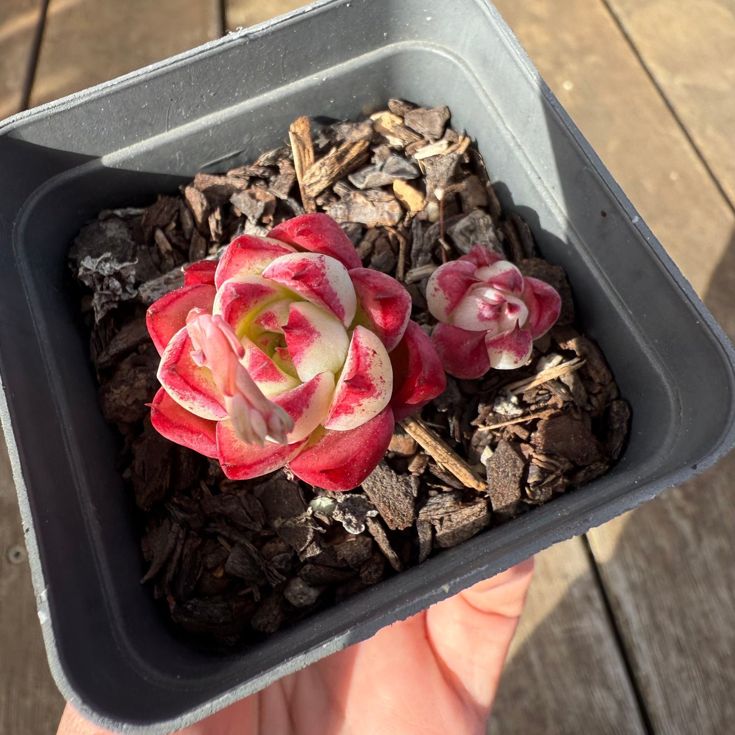 0909 Echeveria Dream Queen