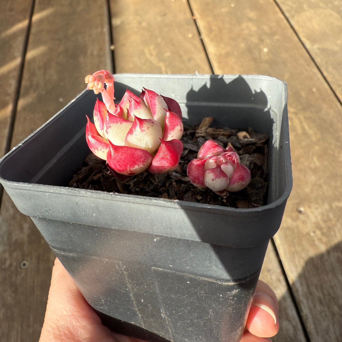 0909 Echeveria Dream Queen