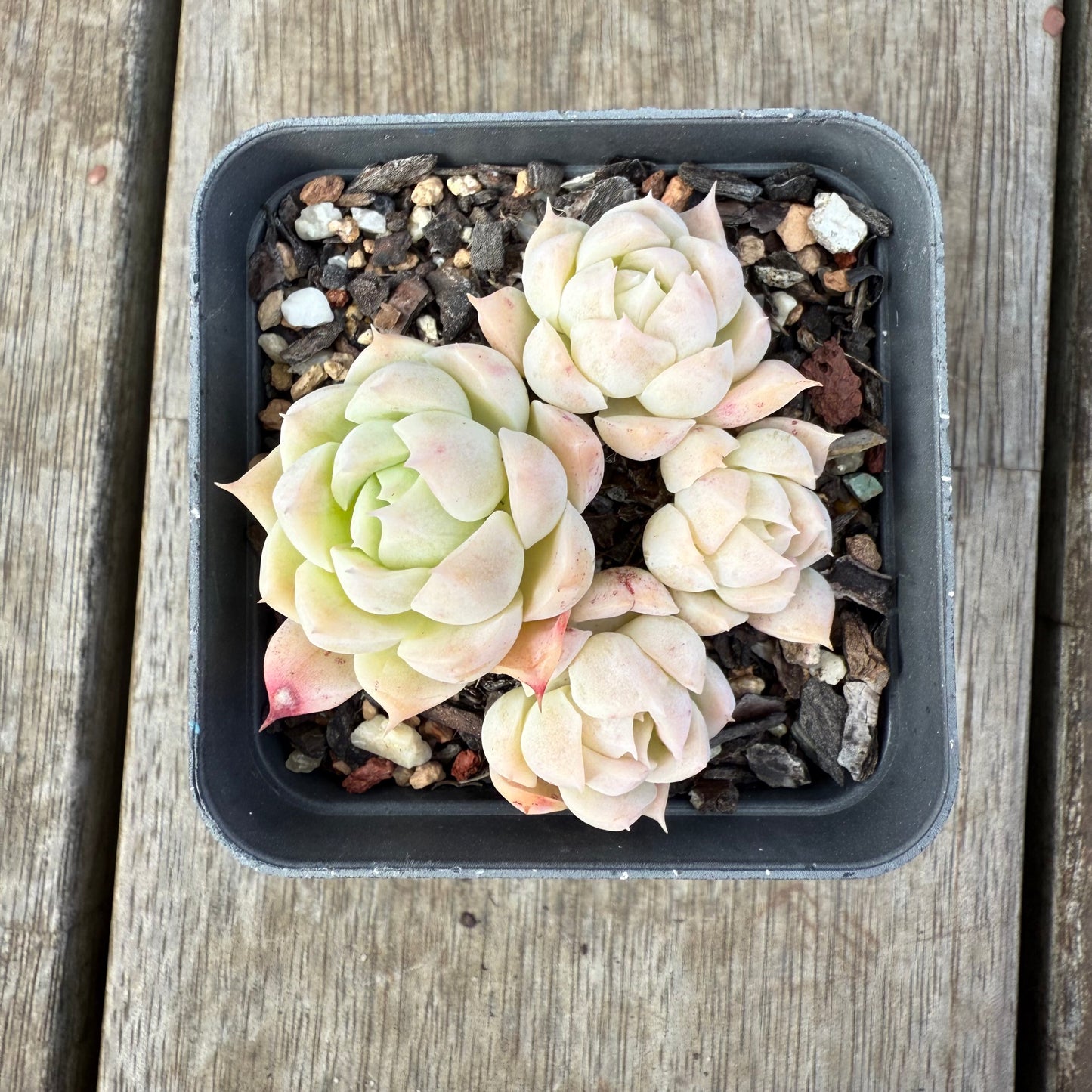 0909 Echeveria Elegans 'Alba'