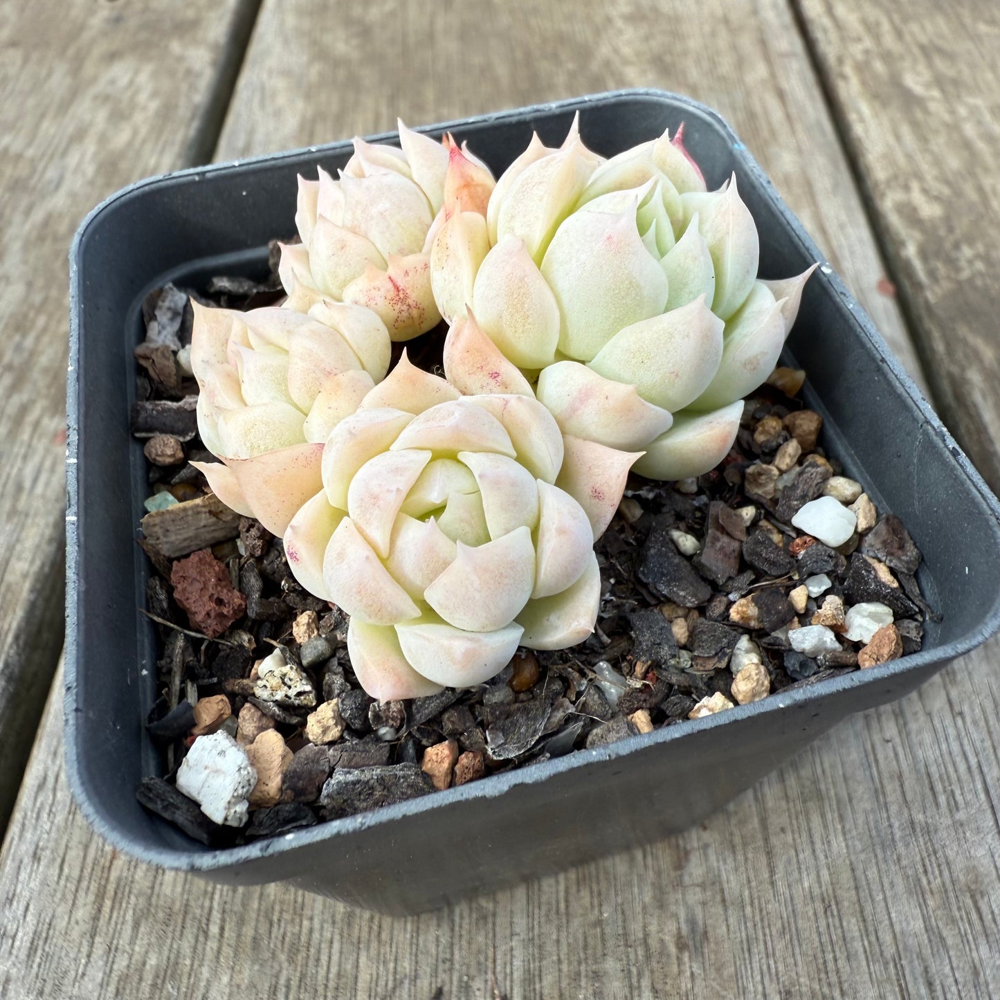 0909 Echeveria Elegans 'Alba'