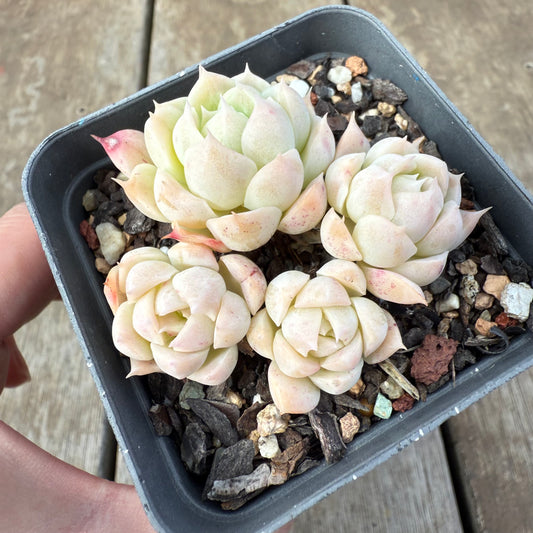 0909 Echeveria Elegans 'Alba'