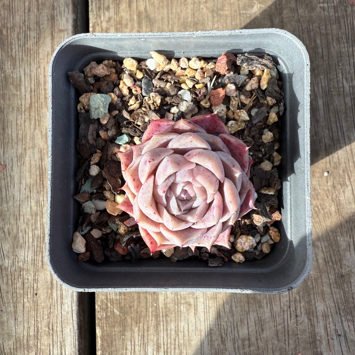 0909 Echeveria Hyalina 'Lilac Goddess'