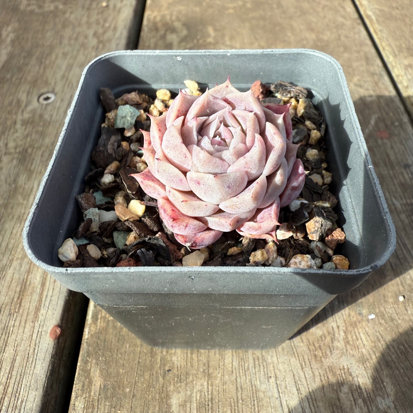 0909 Echeveria Hyalina 'Lilac Goddess'