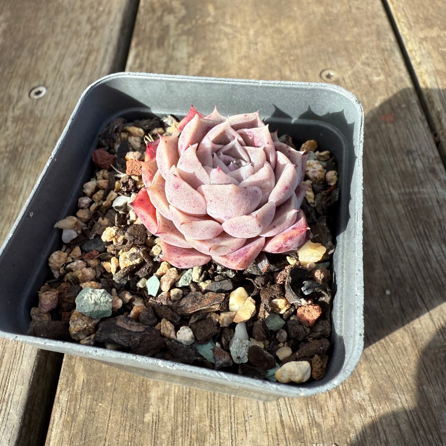 0909 Echeveria Hyalina 'Lilac Goddess'