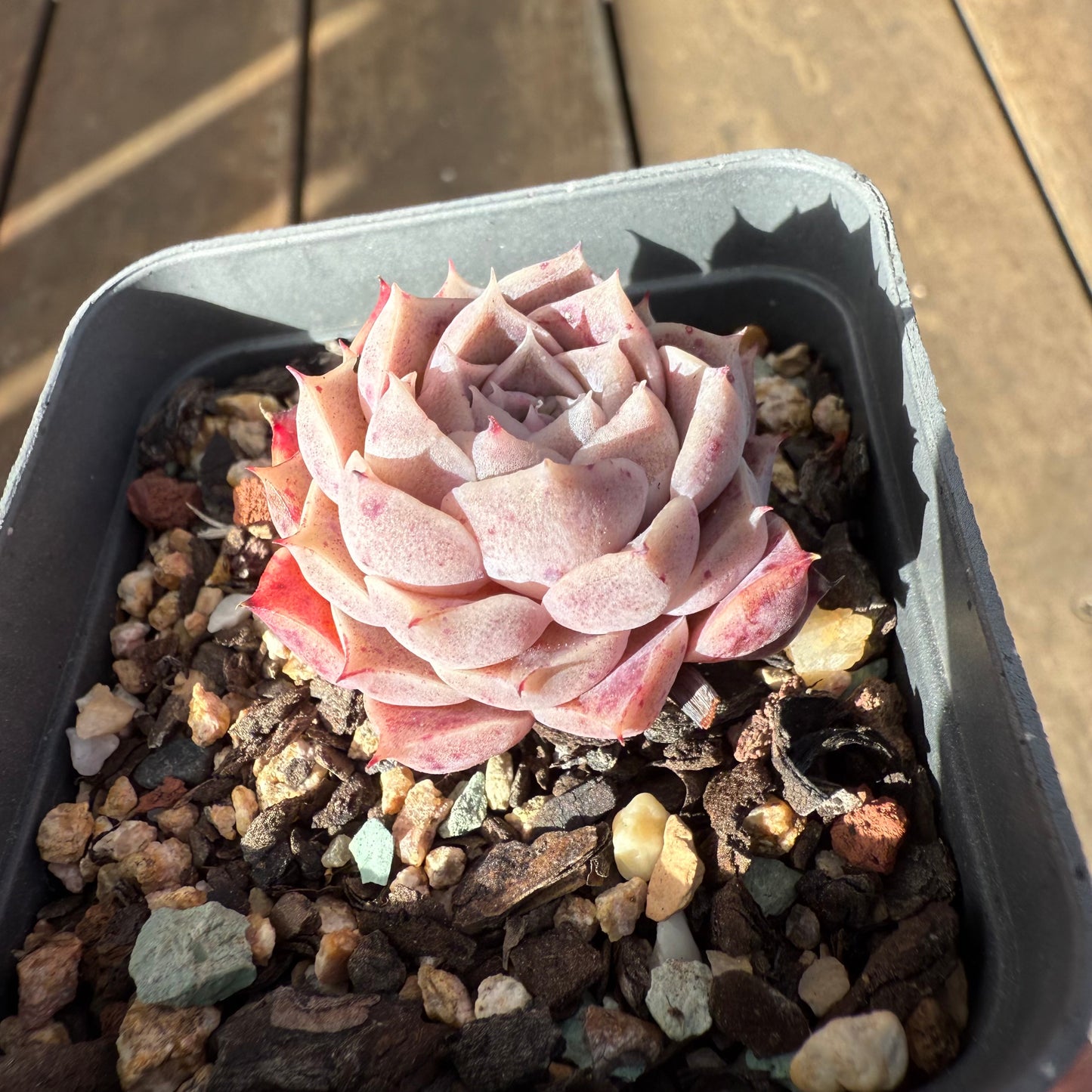0909 Echeveria Hyalina 'Lilac Goddess'