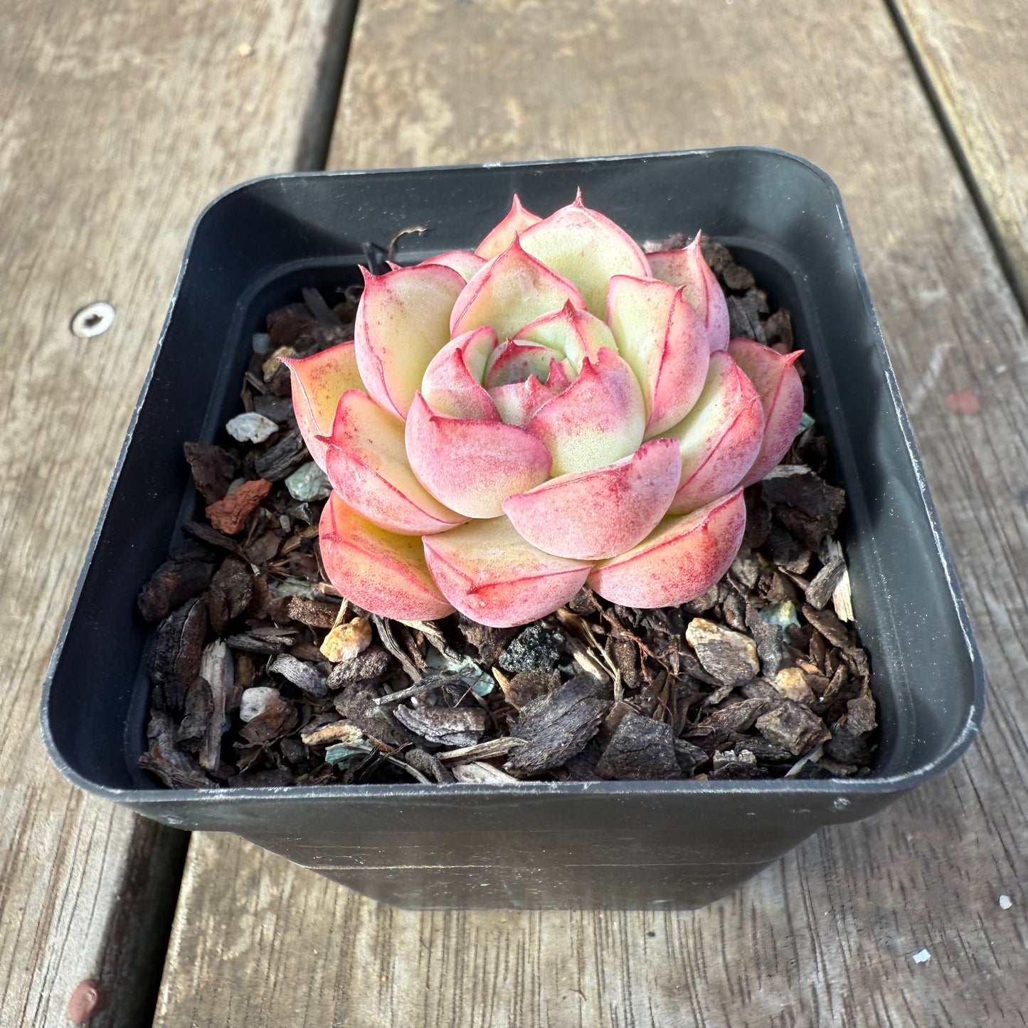 0909 Echeveria Line Queen - korean form