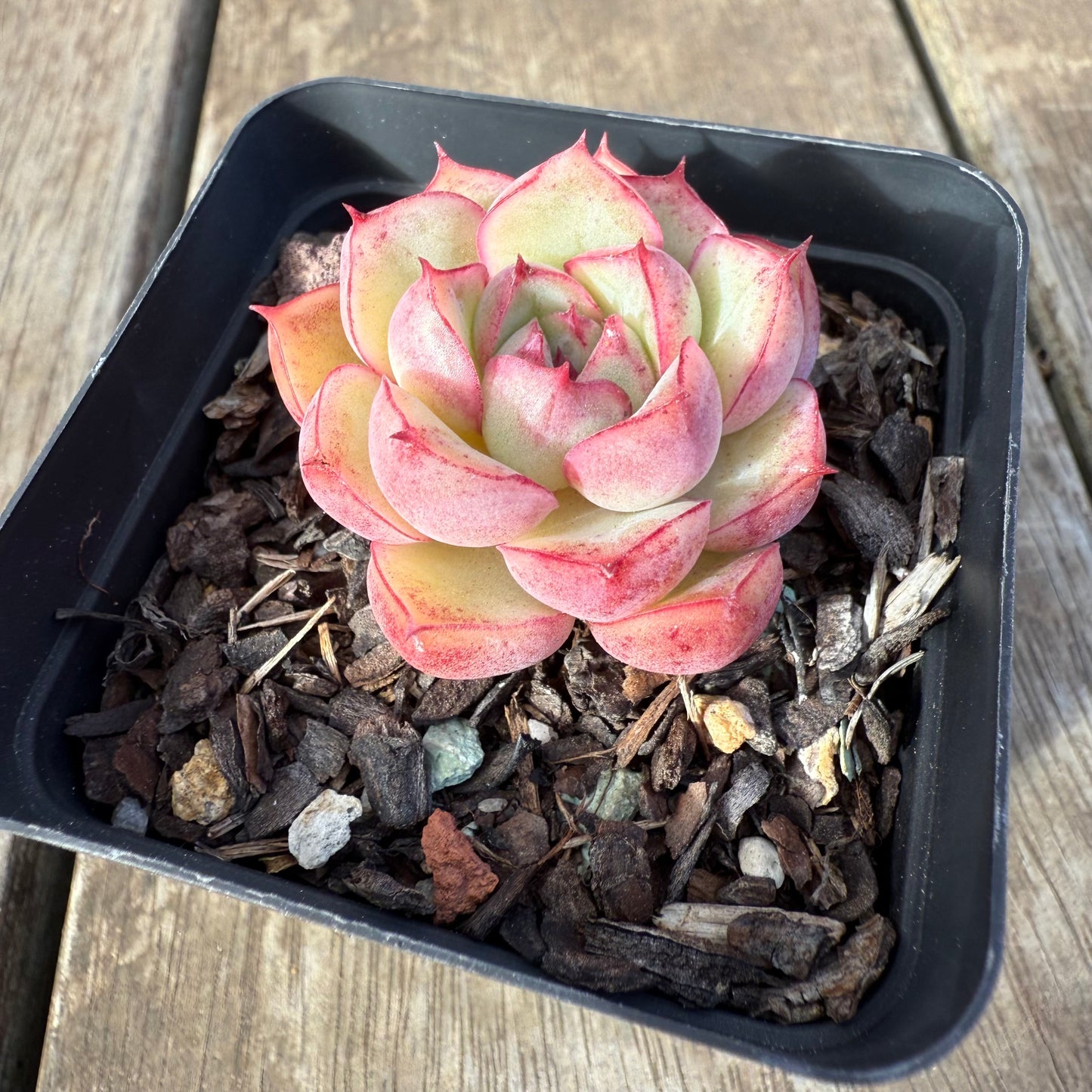 0909 Echeveria Line Queen - korean form