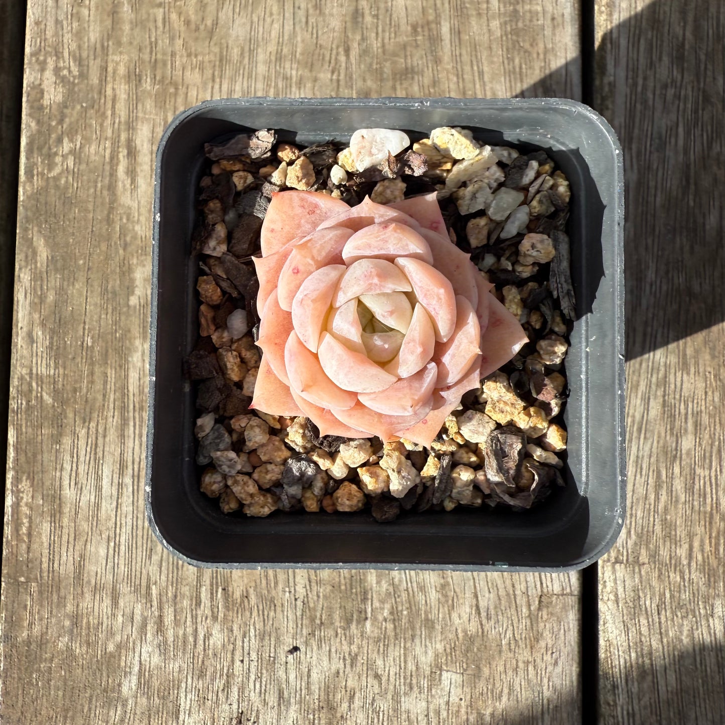 0909 Echeveria Pure Love