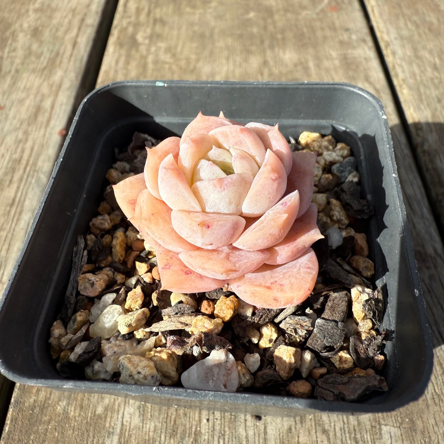 0909 Echeveria Pure Love
