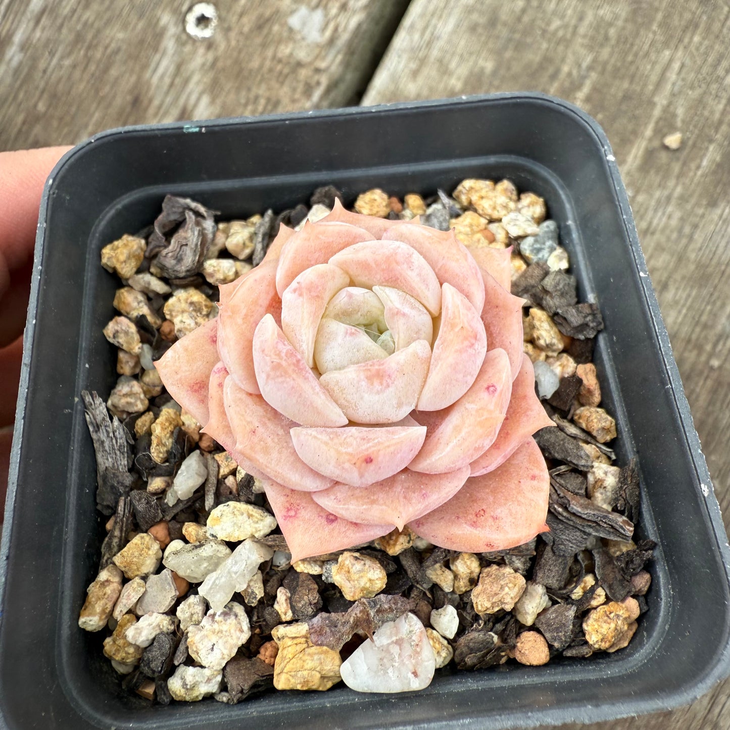 0909 Echeveria Pure Love