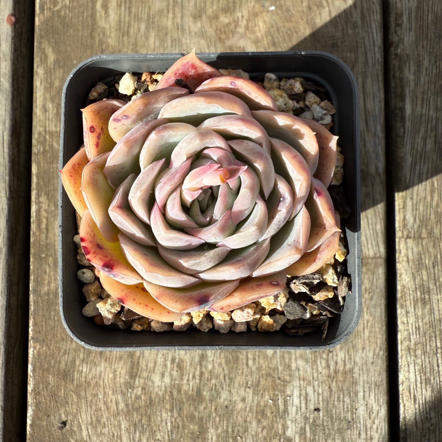 0909 Echeveria Strawberry Roll