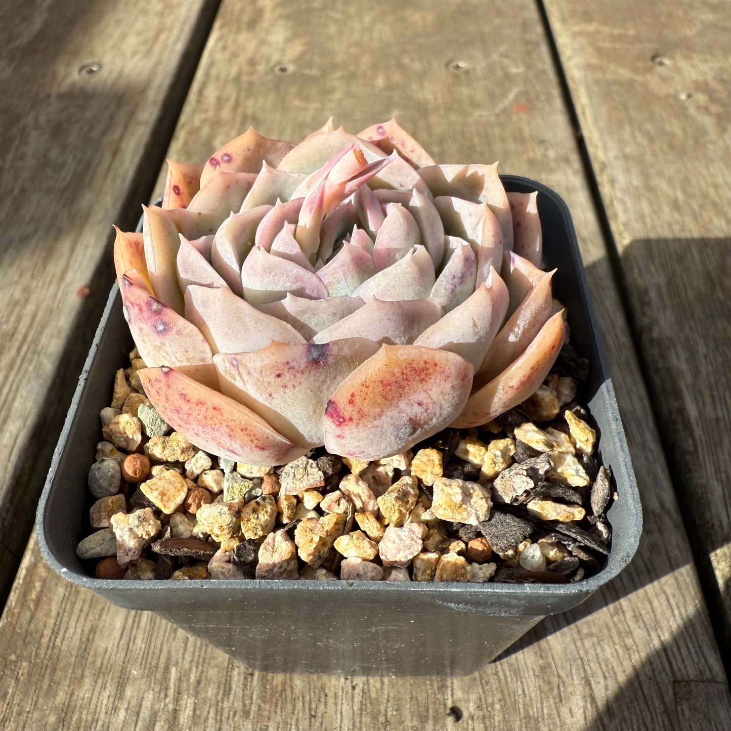 0909 Echeveria Strawberry Roll