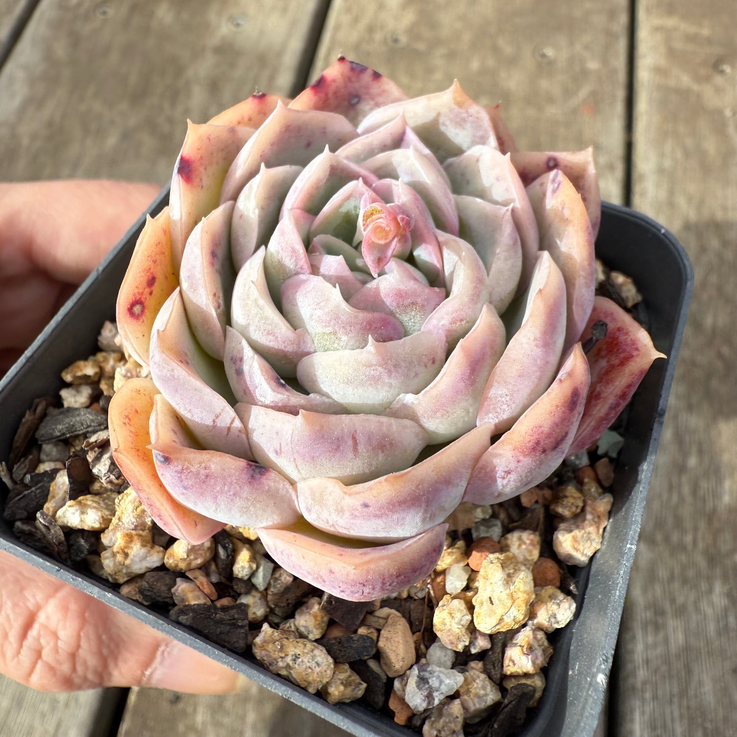 0909 Echeveria Strawberry Roll