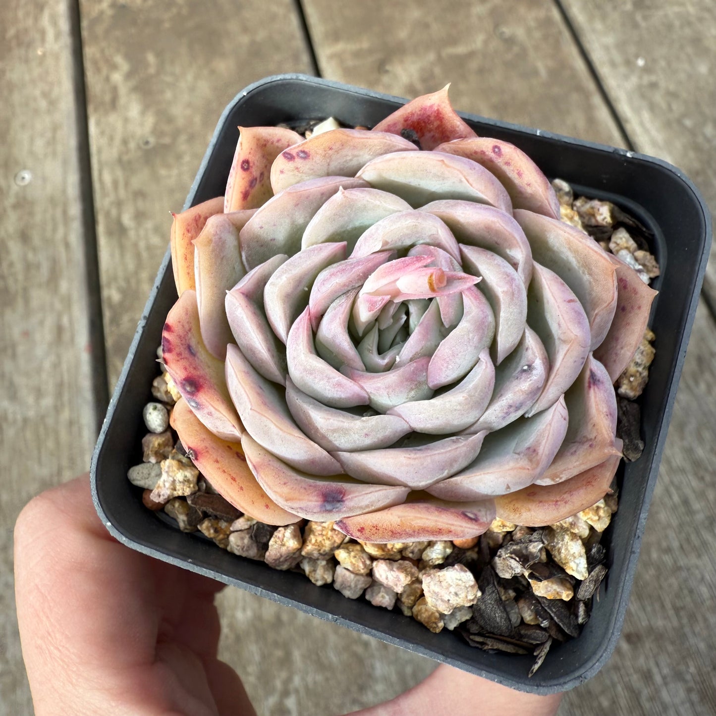 0909 Echeveria Strawberry Roll