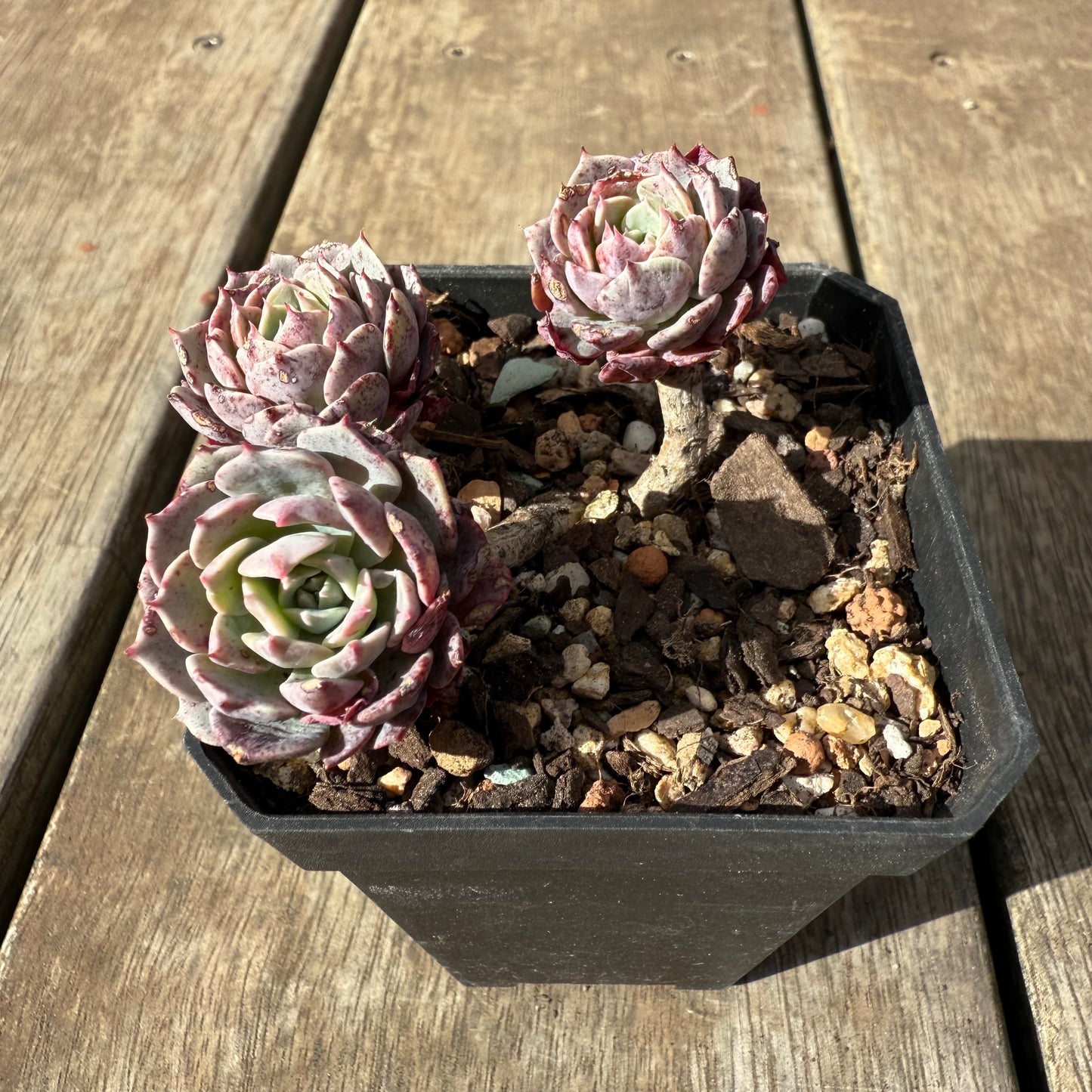 0909 Echeveria Tuxpan
