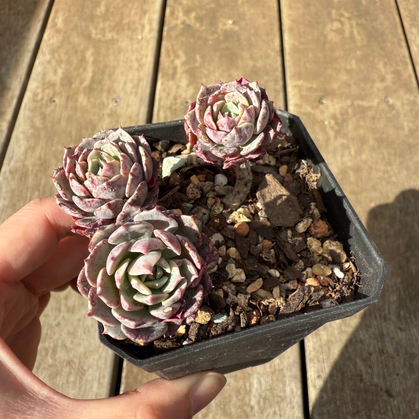 0909 Echeveria Tuxpan