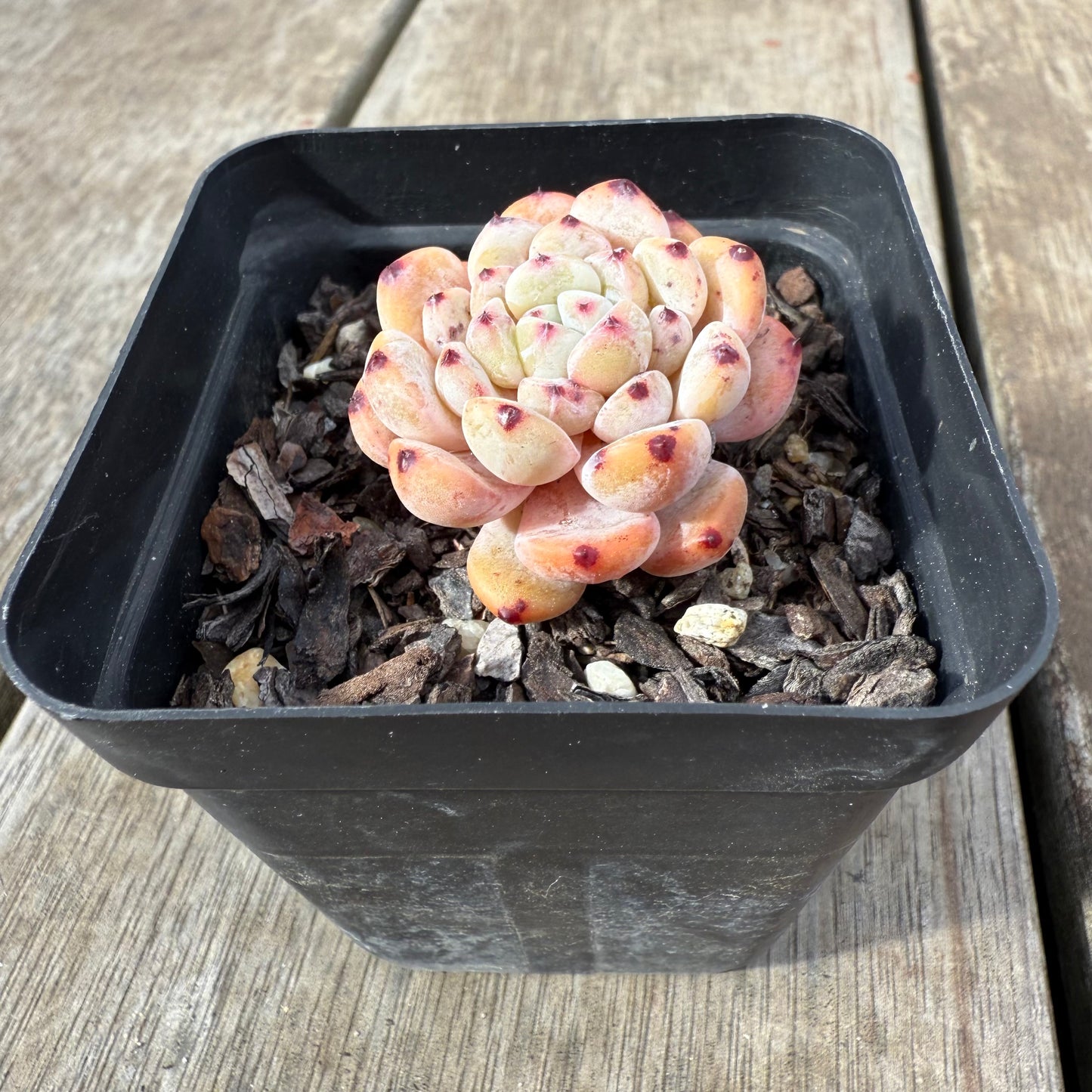 0909 Echeveria Viant