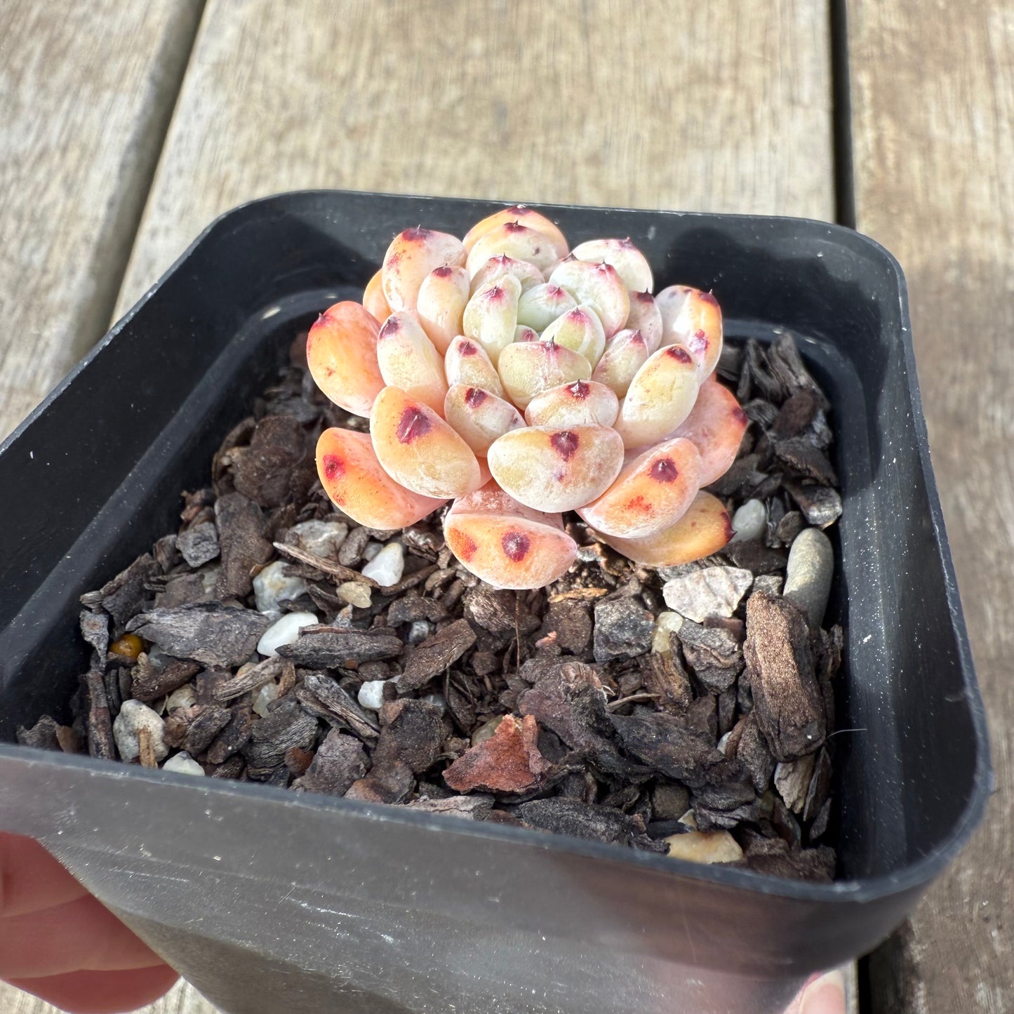 0909 Echeveria Viant