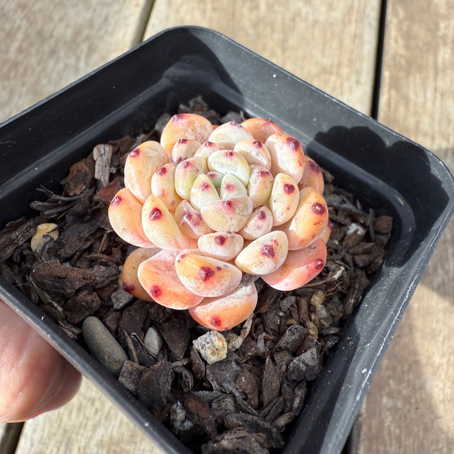 0909 Echeveria Viant