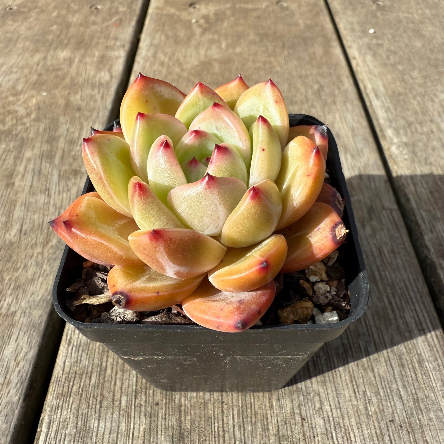 0909 Echeveria White Champagne