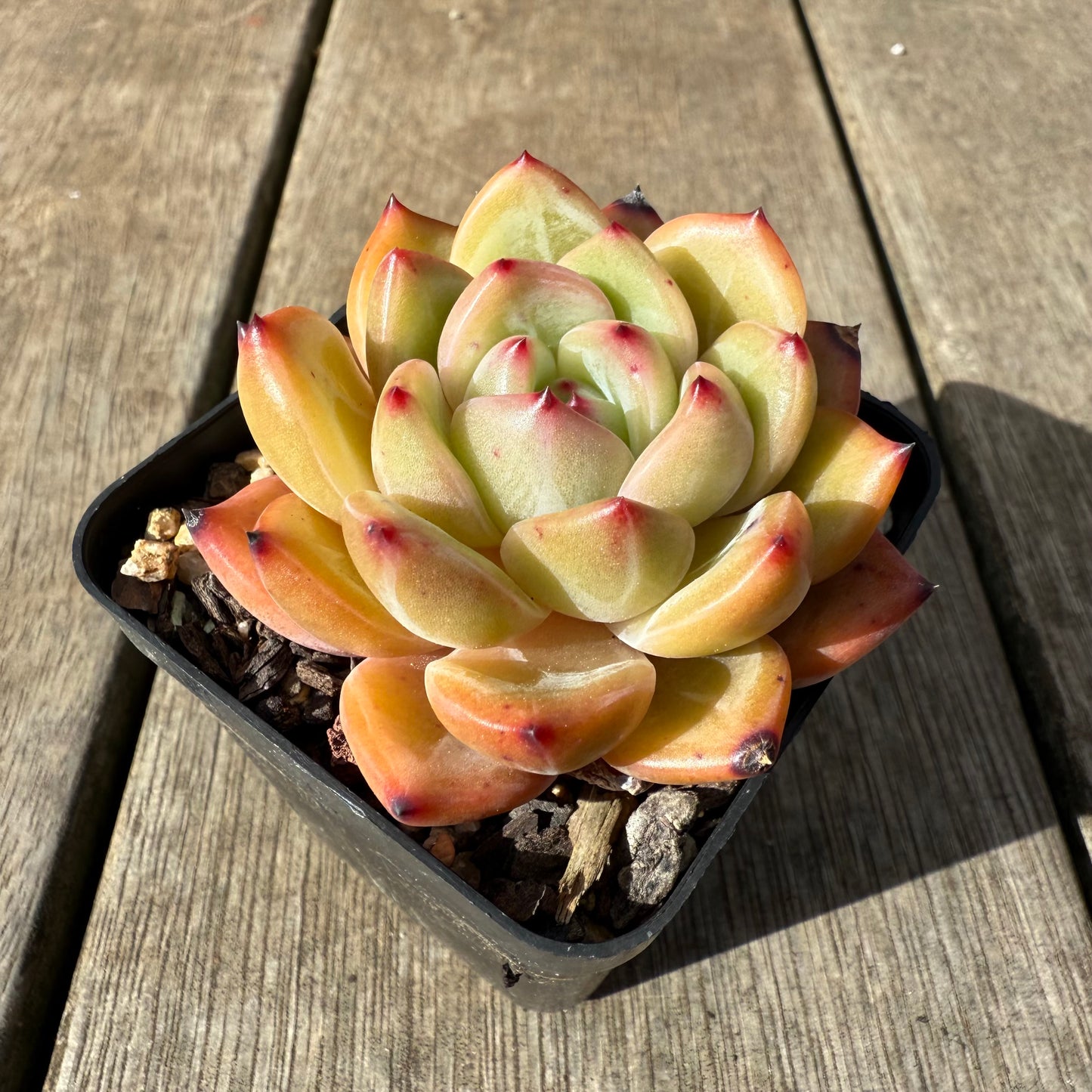 0909 Echeveria White Champagne