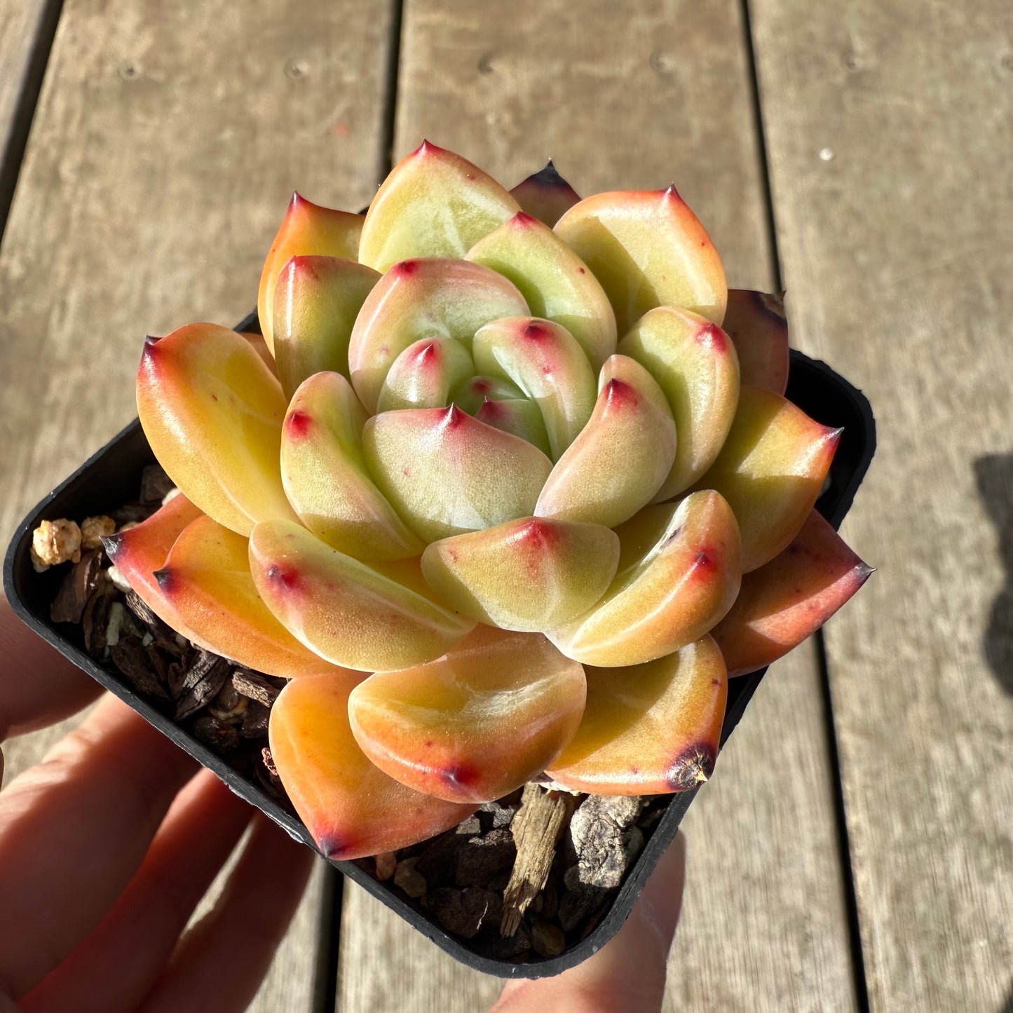 0909 Echeveria White Champagne