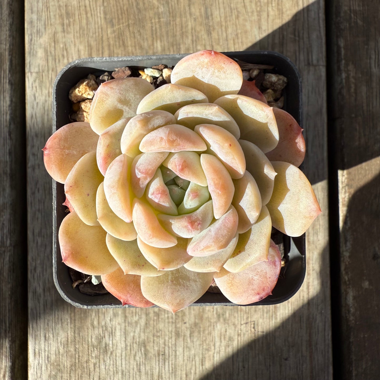0909 Echeveria 'Apparition'
