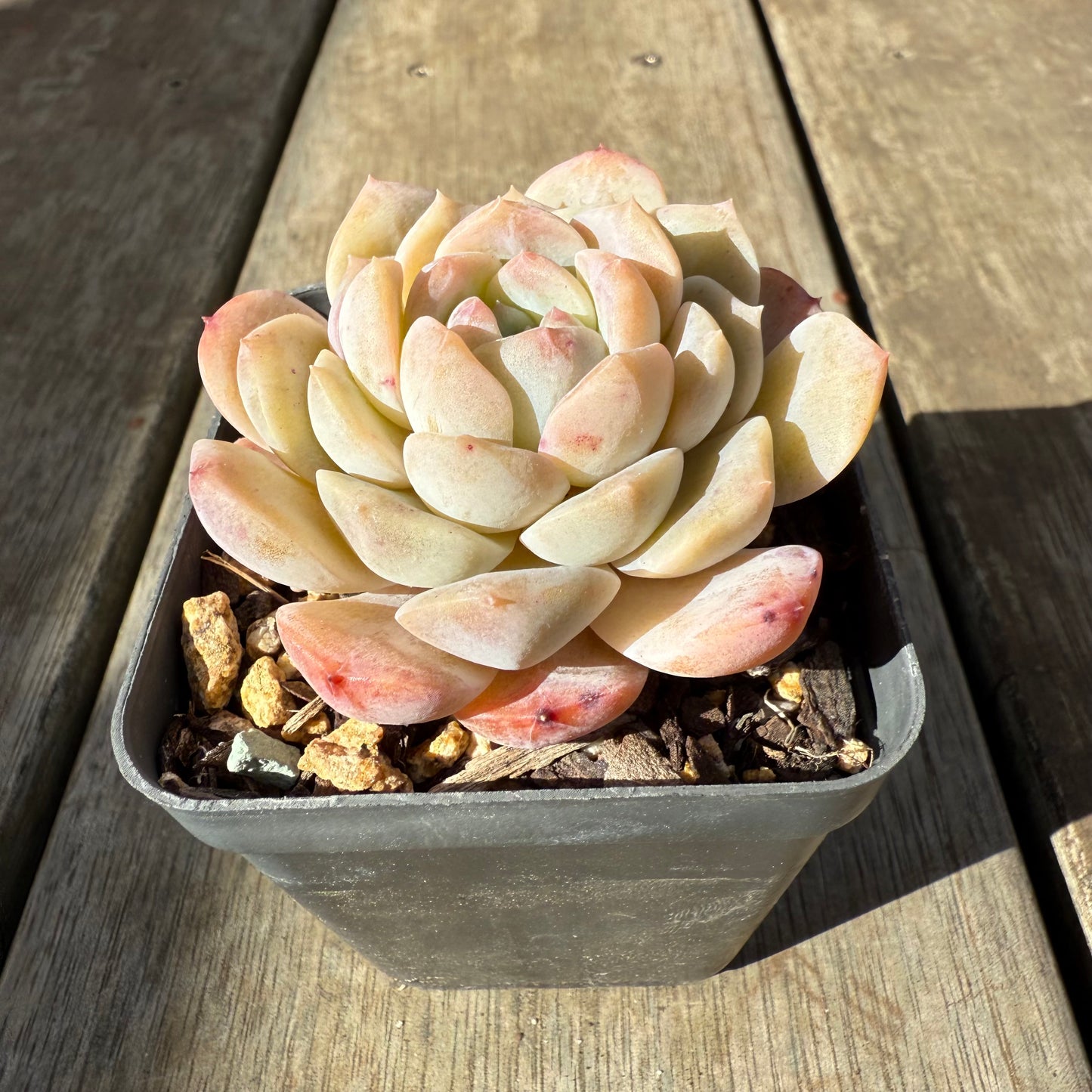 0909 Echeveria 'Apparition'