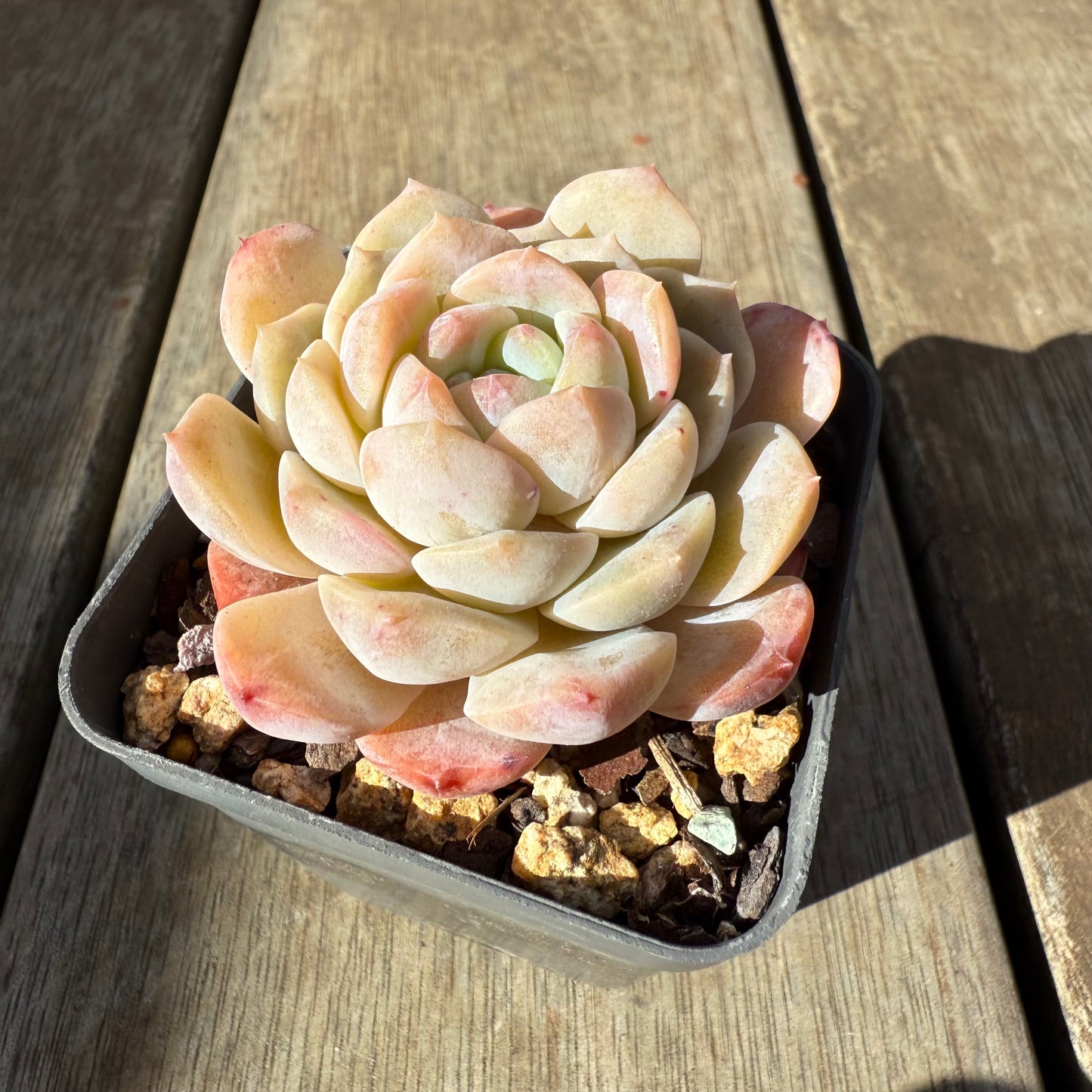 0909 Echeveria 'Apparition'