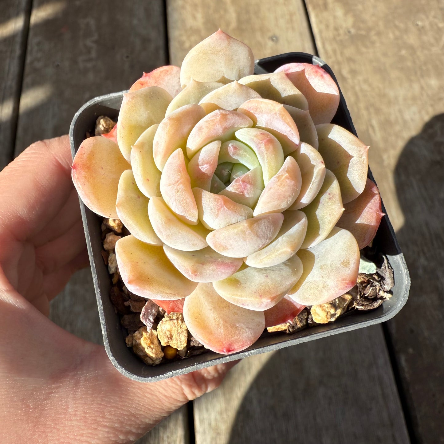 0909 Echeveria 'Apparition'