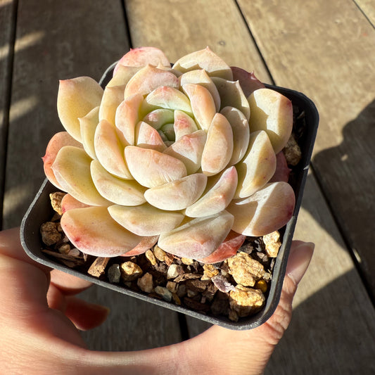 0909 Echeveria 'Apparition'