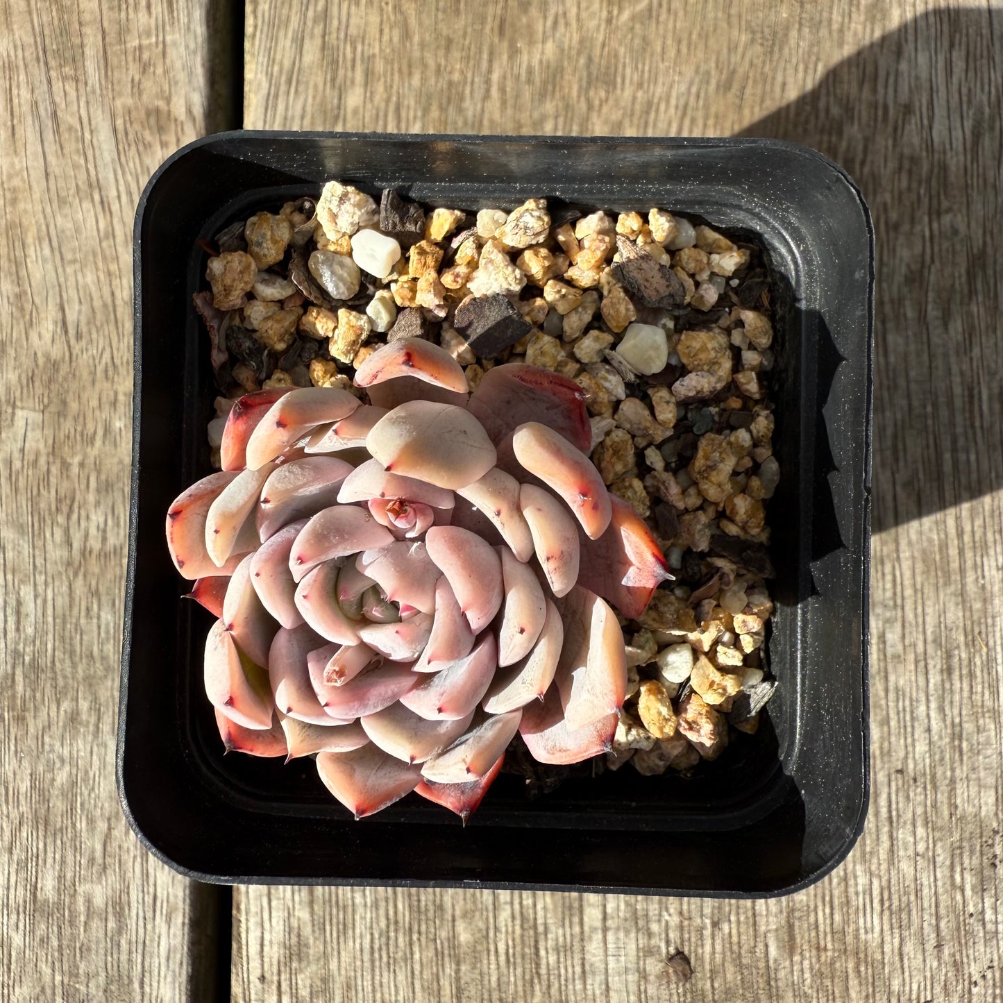 0909 Echeveria 'Daphanie'