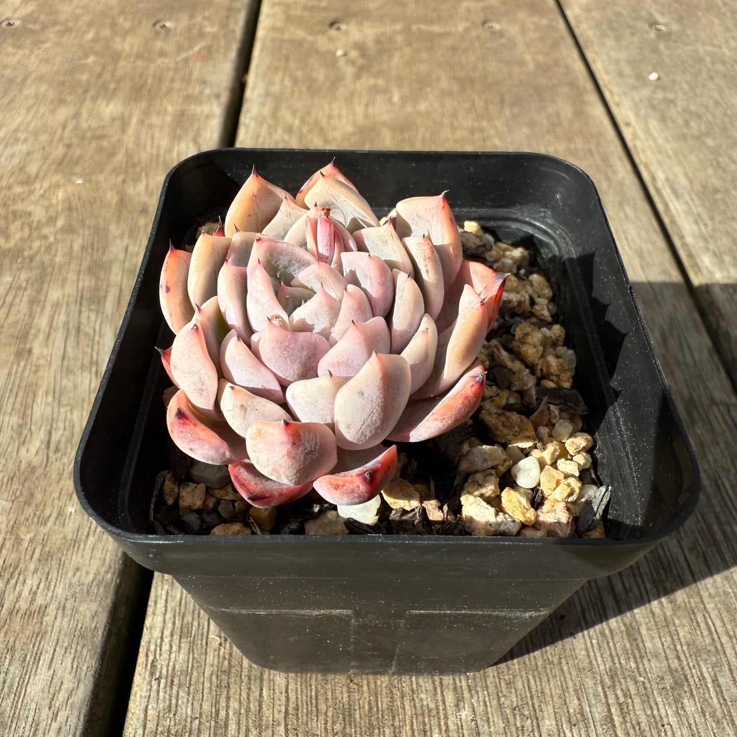 0909 Echeveria 'Daphanie'