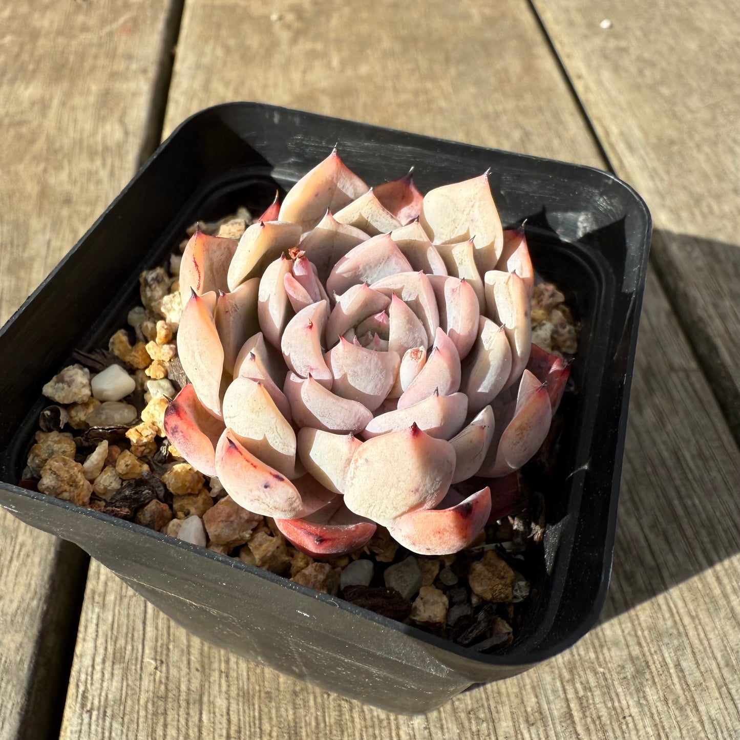 0909 Echeveria 'Daphanie'