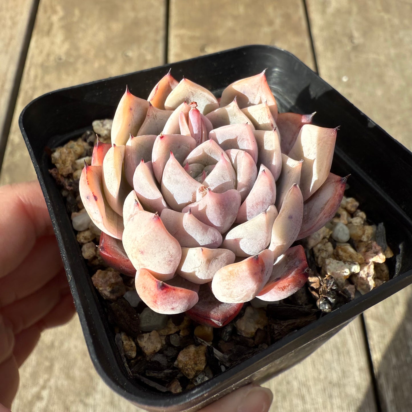 0909 Echeveria 'Daphanie'