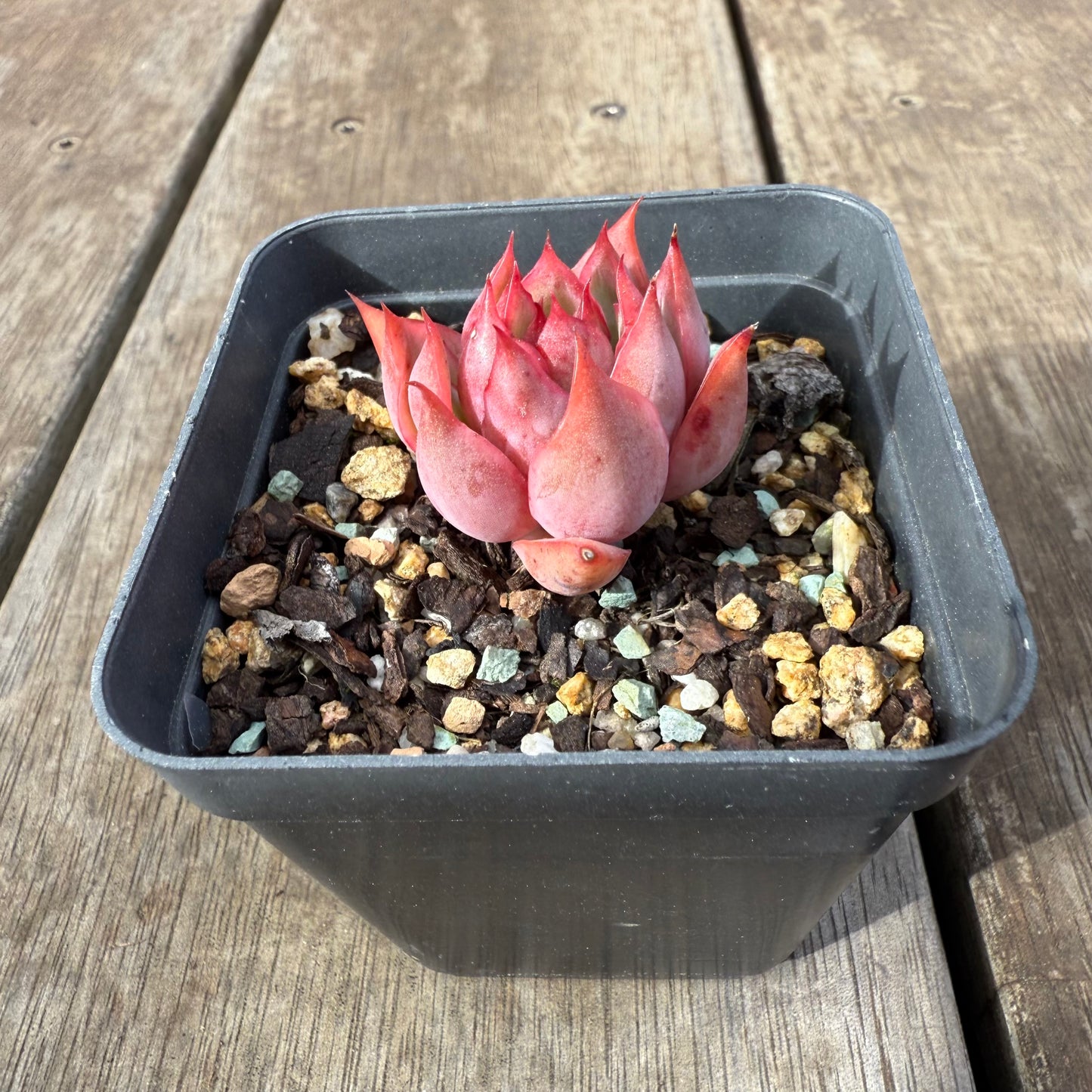 0909 Echeveria 'Lotus Lantern'