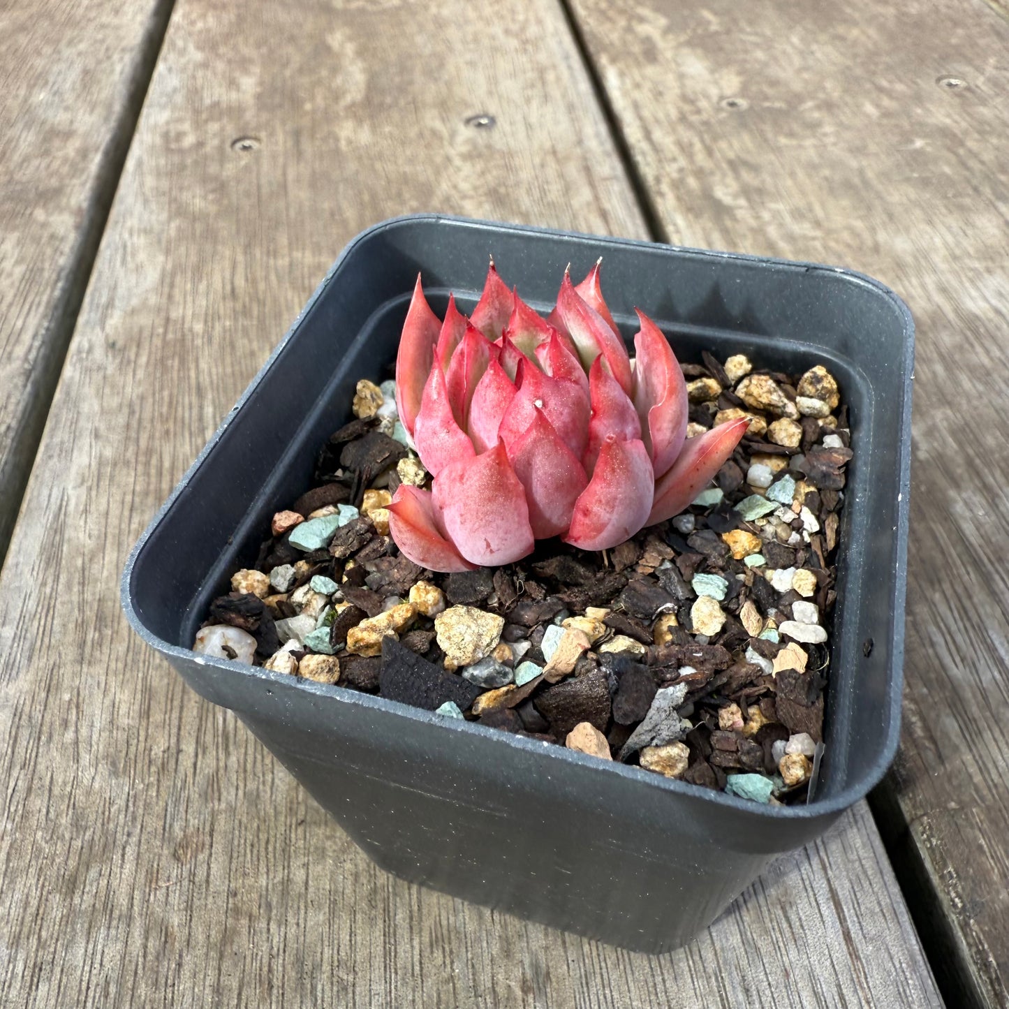 0909 Echeveria 'Lotus Lantern'