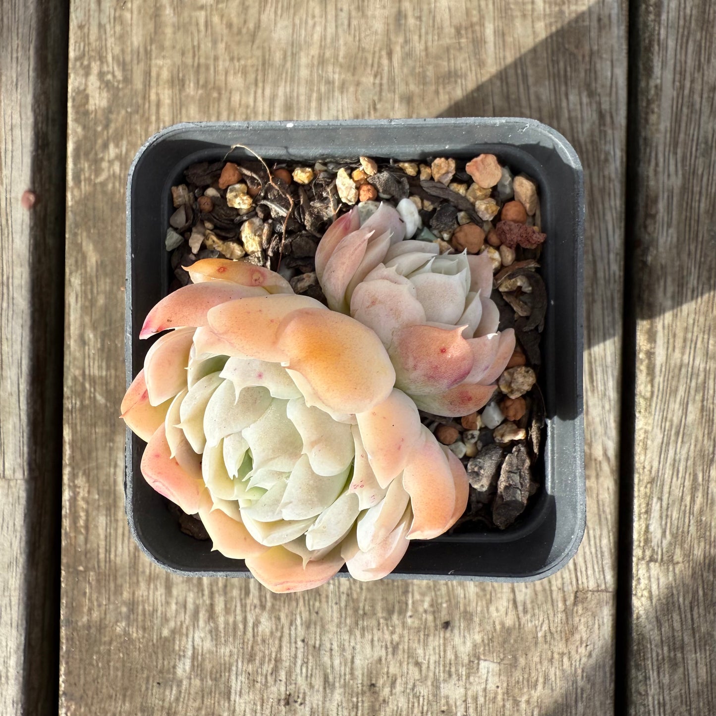 0909 Echeveria 'Princess Ariel'