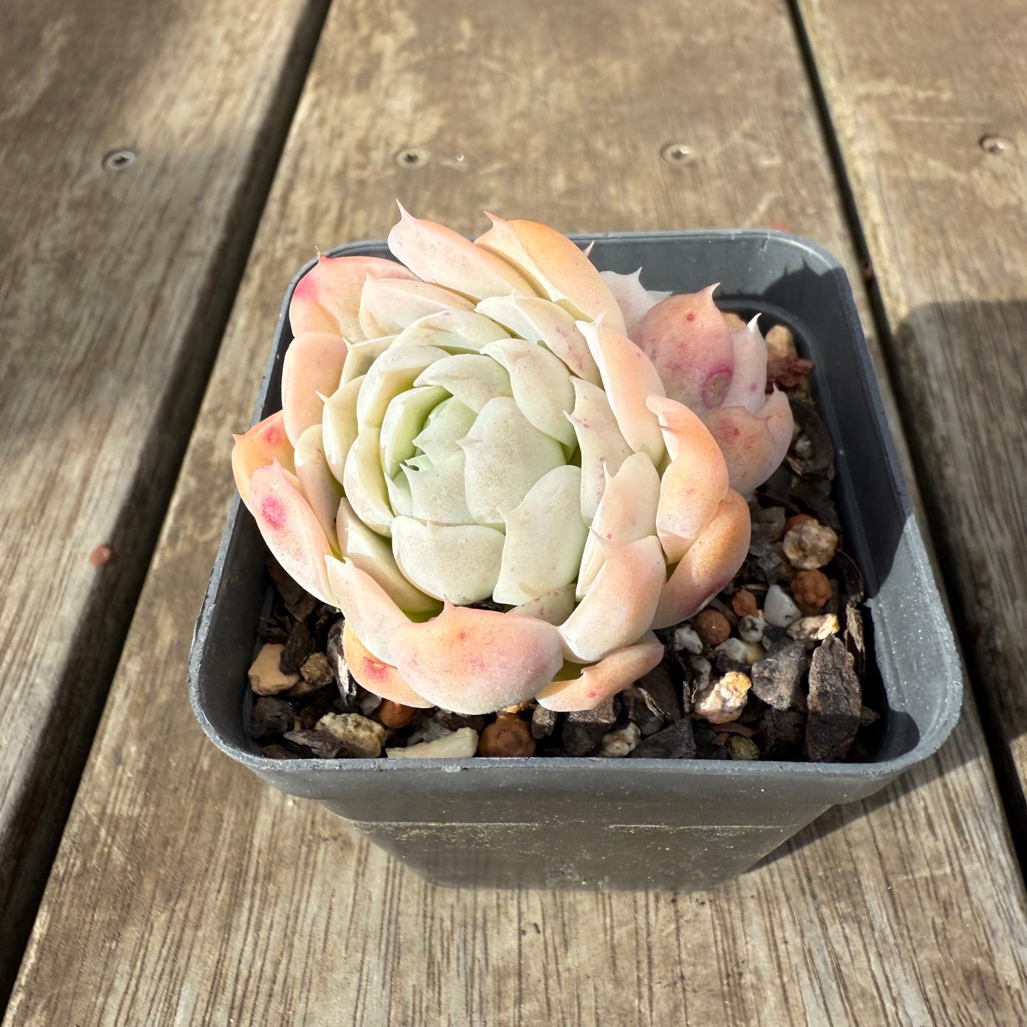 0909 Echeveria 'Princess Ariel'